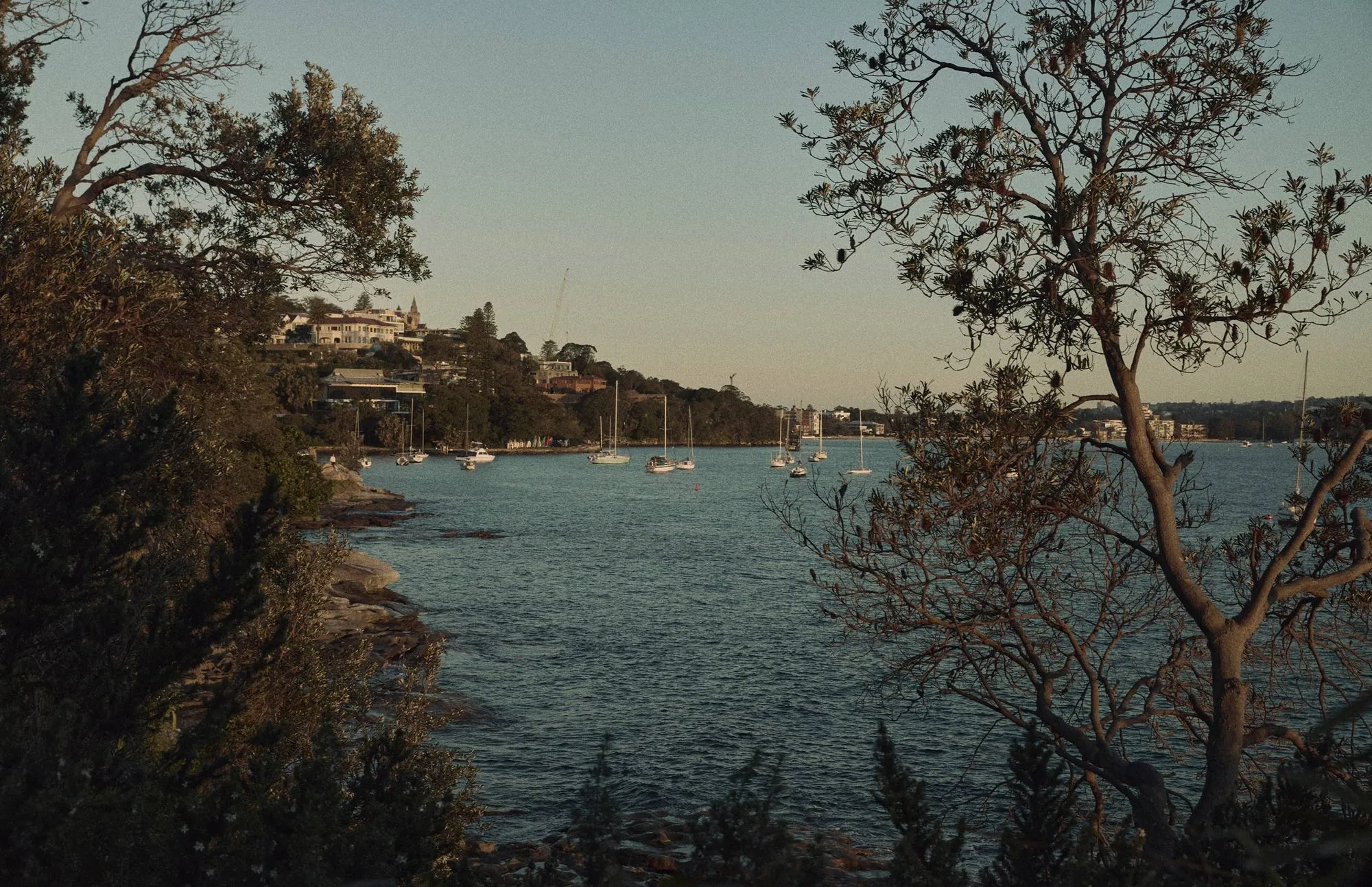 The harbour seen through trees on the foreshore in Sydney's eastern suburbs